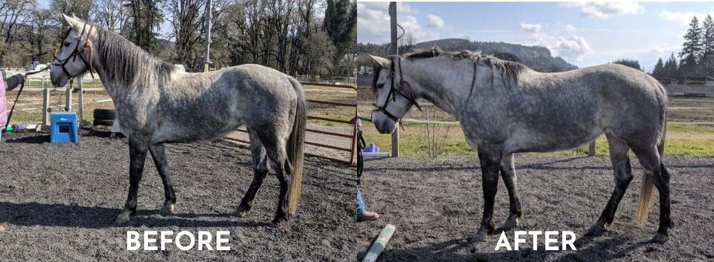 30-Day Tailored Rehab Program (Board Included)