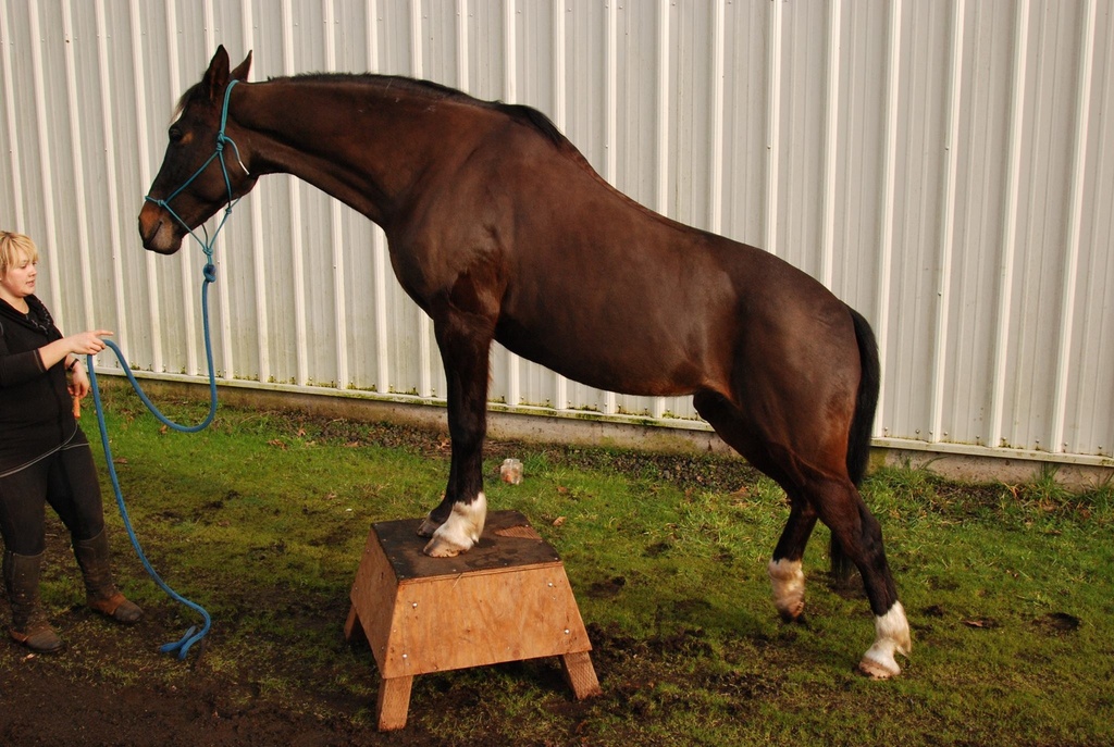 Bodywork/Massage & TSR Session