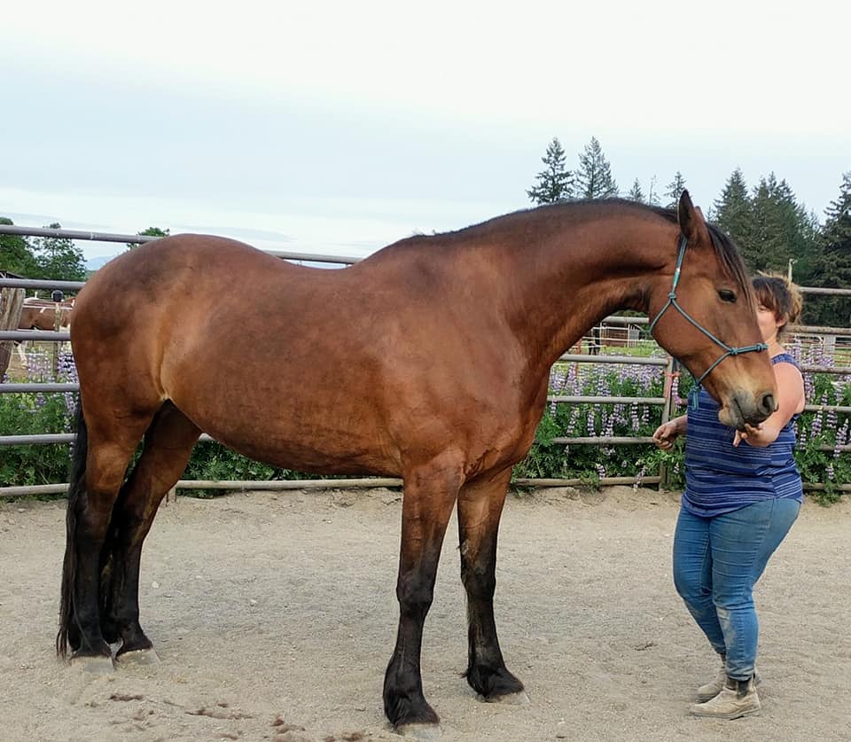 Bodywork/Massage & TSR Session