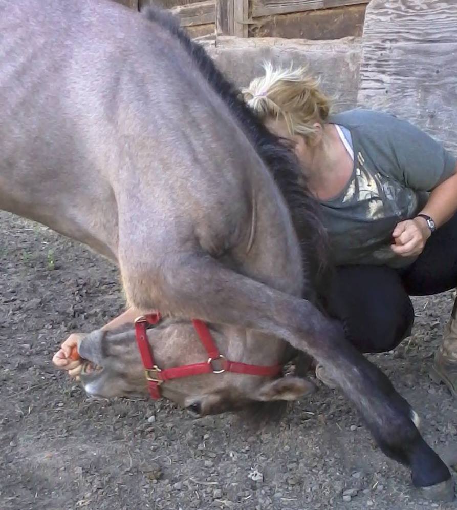 Bodywork/Massage & TSR Session