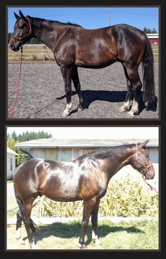 30-Day Tailored Rehab Program (Board Included)